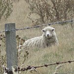 Sheep in New Zealand