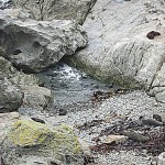 Young seals playing in the tidal pool