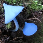 blue toadstools 