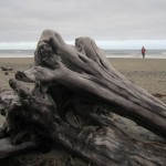 trees on Gillespies beach