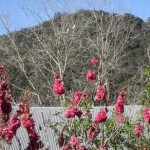 Cockatoos in the trees